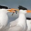 thumbs/IMG_2609.jpg